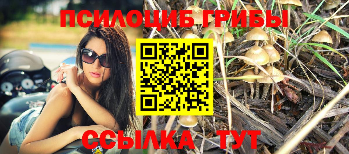 Псилоцибиновые грибы Psilocybe  Вход с VPN  Вышний Волочёк 